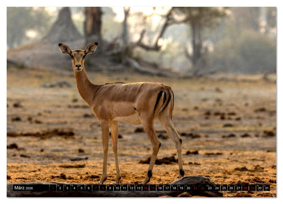 Komm mit auf Safari! Botswana und Südafrika (CALVENDO Premium Wandkalender 2026)