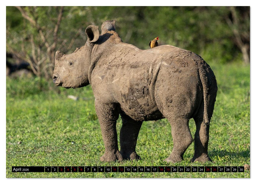 Komm mit auf Safari! Botswana und Südafrika (CALVENDO Premium Wandkalender 2026)