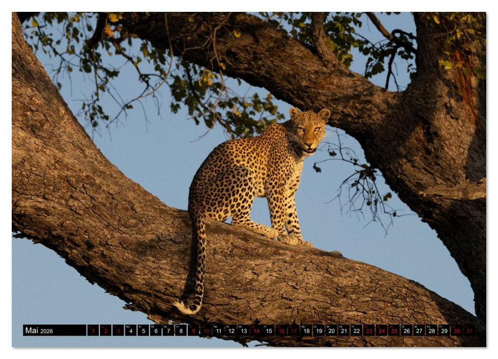 Komm mit auf Safari! Botswana und Südafrika (CALVENDO Premium Wandkalender 2026)