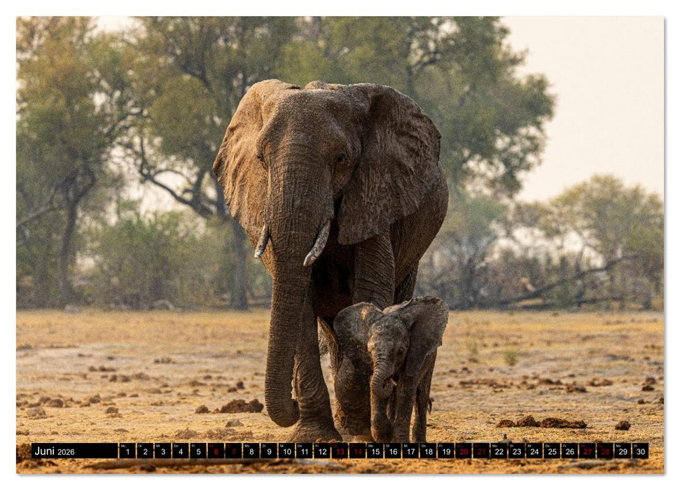 Komm mit auf Safari! Botswana und Südafrika (CALVENDO Premium Wandkalender 2026)
