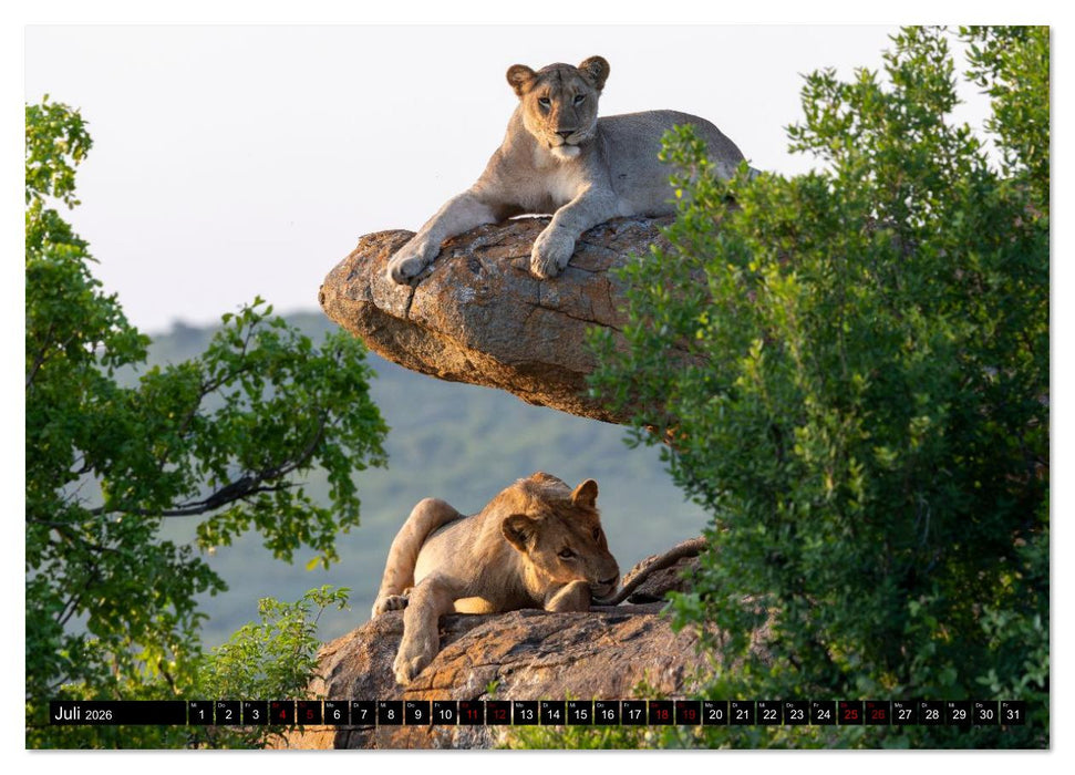 Komm mit auf Safari! Botswana und Südafrika (CALVENDO Premium Wandkalender 2026)