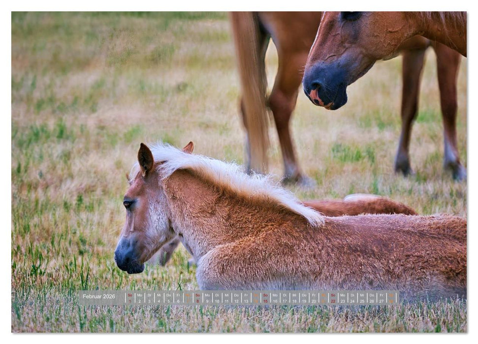 Familienfreundliche Pferde (CALVENDO Wandkalender 2026)