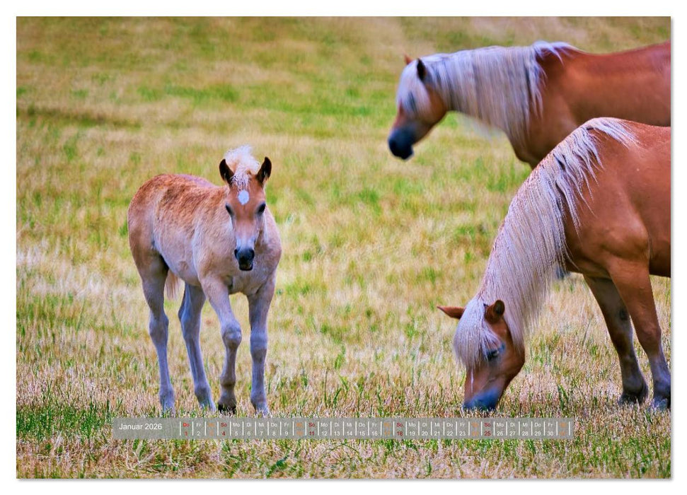 Familienfreundliche Pferde (CALVENDO Premium Wandkalender 2026)