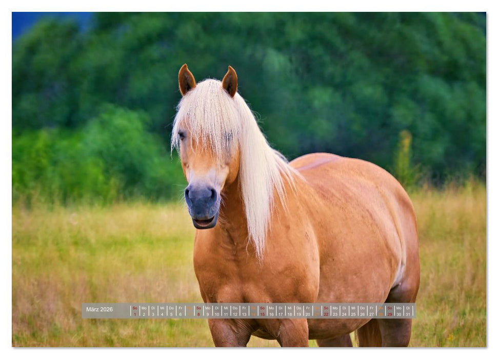 Familienfreundliche Pferde (CALVENDO Premium Wandkalender 2026)