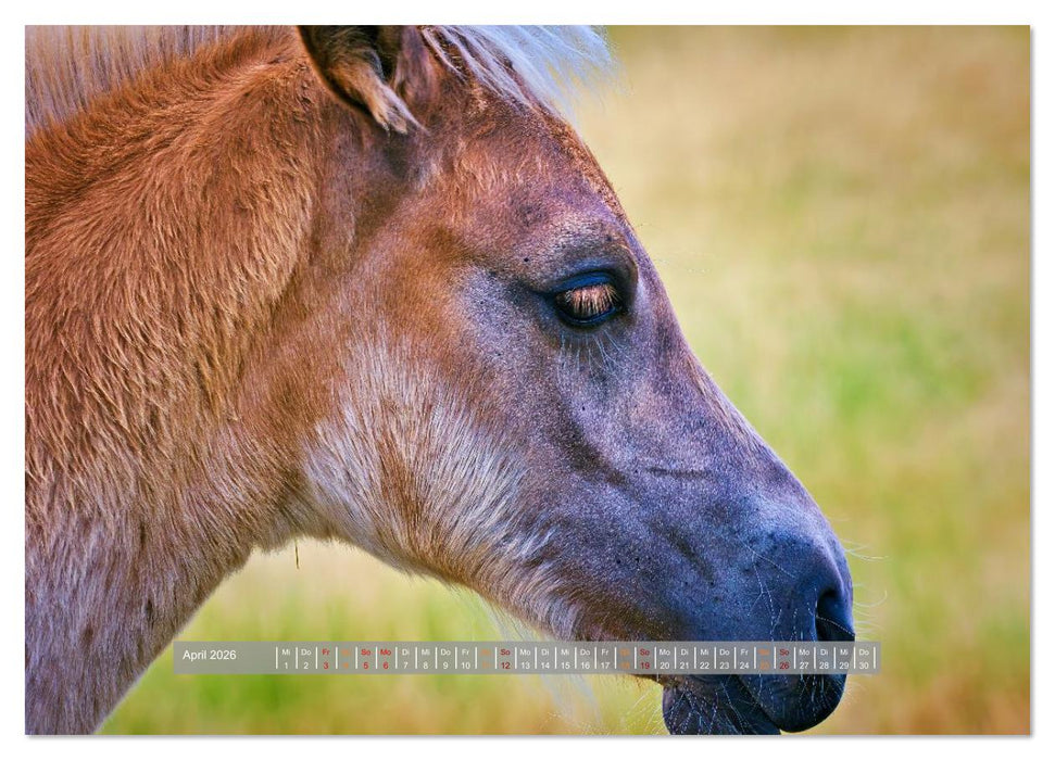 Familienfreundliche Pferde (CALVENDO Premium Wandkalender 2026)