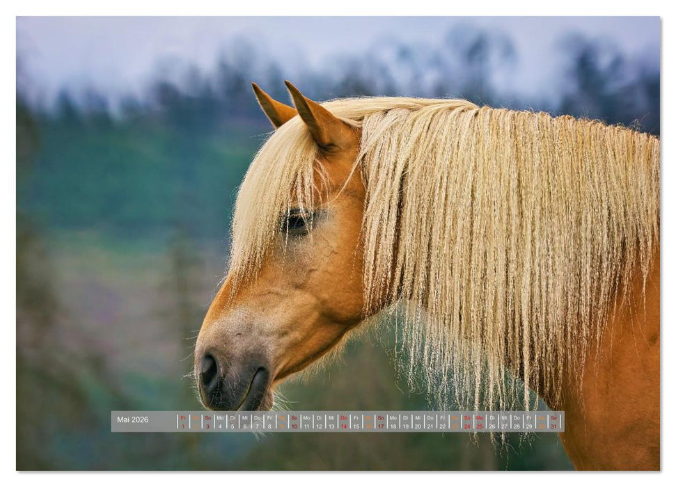 Familienfreundliche Pferde (CALVENDO Premium Wandkalender 2026)