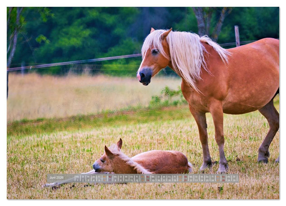 Familienfreundliche Pferde (CALVENDO Premium Wandkalender 2026)