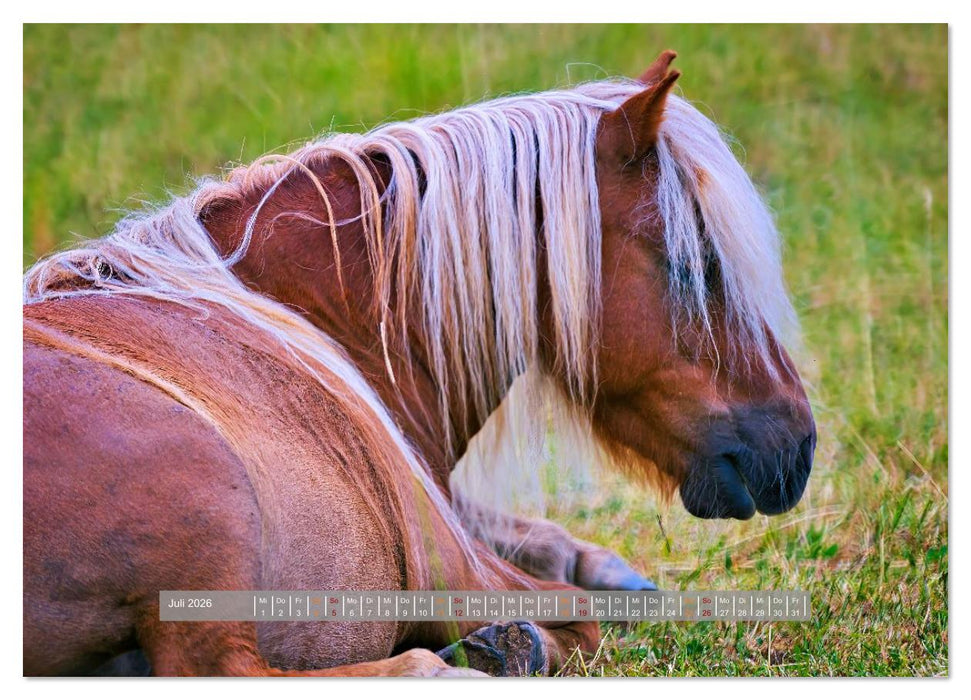 Familienfreundliche Pferde (CALVENDO Premium Wandkalender 2026)