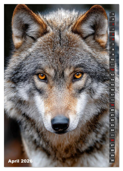 Wölfe aus aller Welt (CALVENDO Wandkalender 2026)