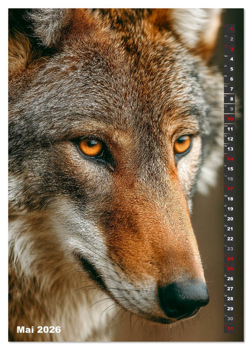 Wölfe aus aller Welt (CALVENDO Wandkalender 2026)