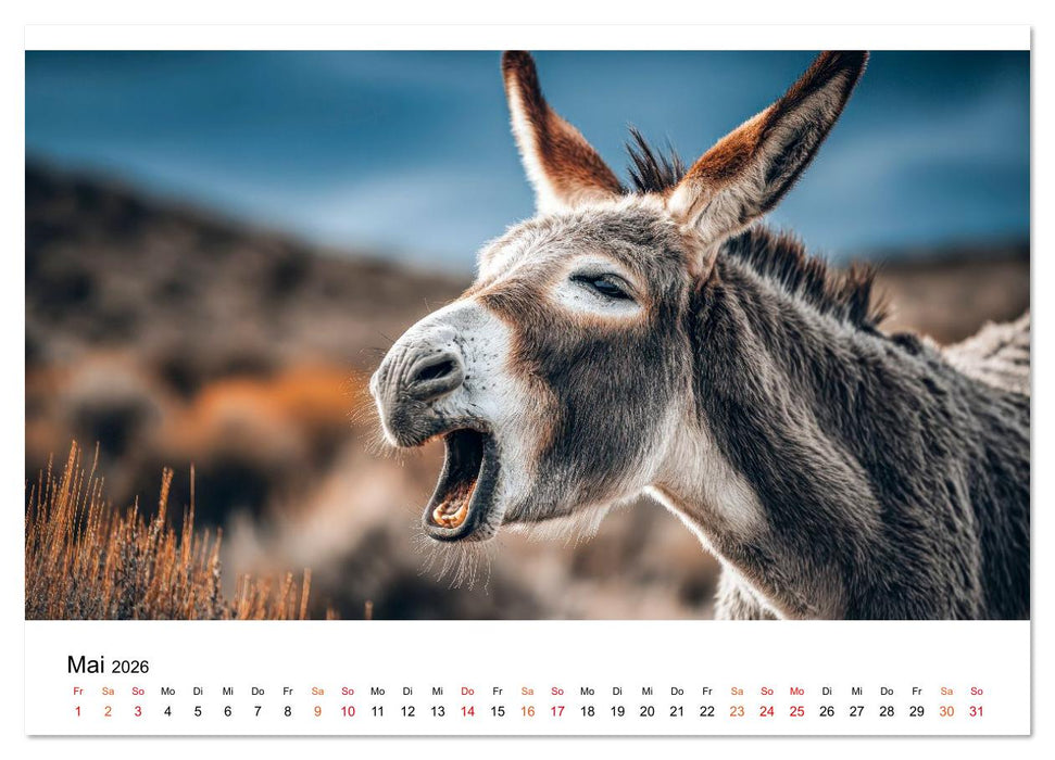 Esel - sanfte Seelen, große Ohren (CALVENDO Wandkalender 2026)