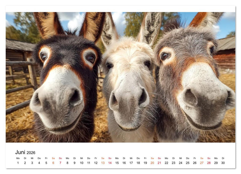 Esel - sanfte Seelen, große Ohren (CALVENDO Wandkalender 2026)