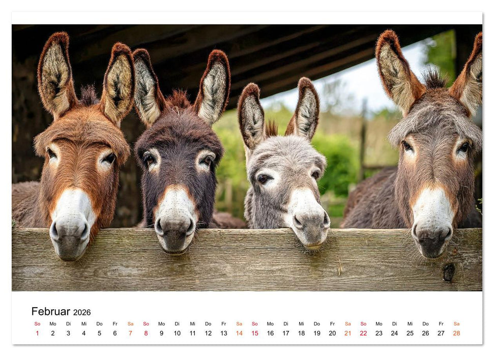 Esel - sanfte Seelen, große Ohren (CALVENDO Premium Wandkalender 2026)