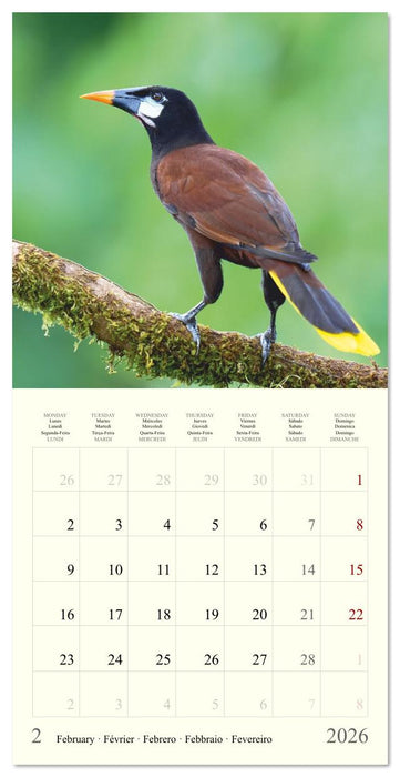 Royaume de nature Costa Rica (CALVENDO Calendrier mensuel 2026)