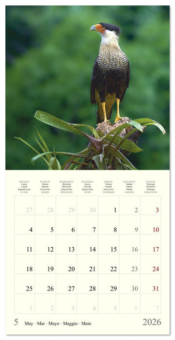 Royaume de nature Costa Rica (CALVENDO Calendrier mensuel 2026)