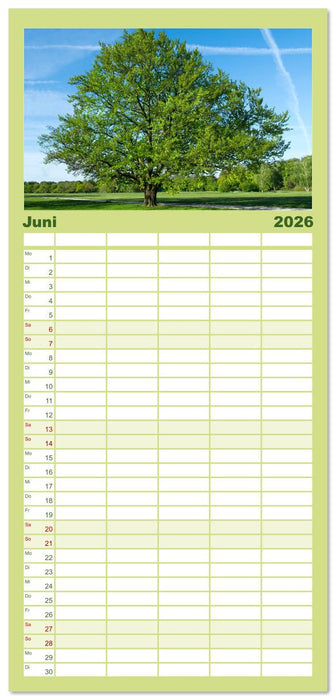 Die Buche: 12 Baumporträts (CALVENDO Familienplaner 2026)