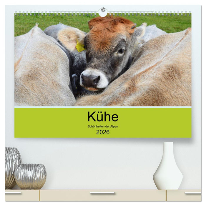 Kühe - Schönheiten der Alpen (CALVENDO Premium Wandkalender 2026)