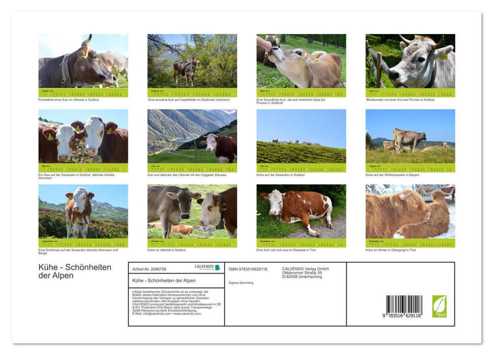 Kühe - Schönheiten der Alpen (CALVENDO Premium Wandkalender 2026)