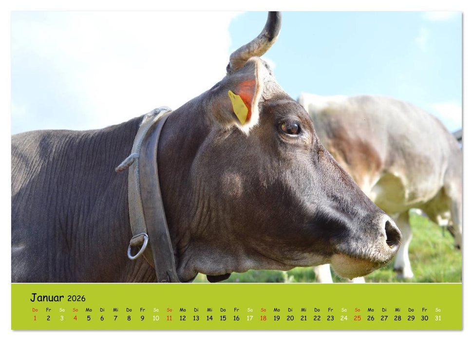 Kühe - Schönheiten der Alpen (CALVENDO Premium Wandkalender 2026)