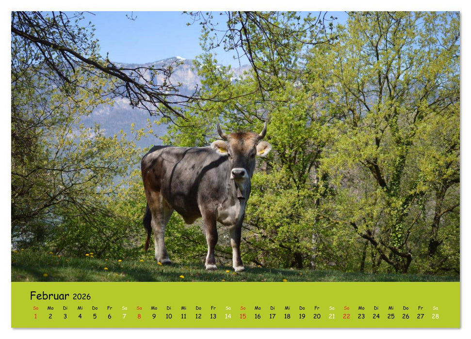 Kühe - Schönheiten der Alpen (CALVENDO Premium Wandkalender 2026)