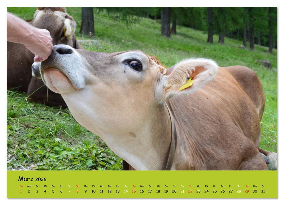 Kühe - Schönheiten der Alpen (CALVENDO Premium Wandkalender 2026)