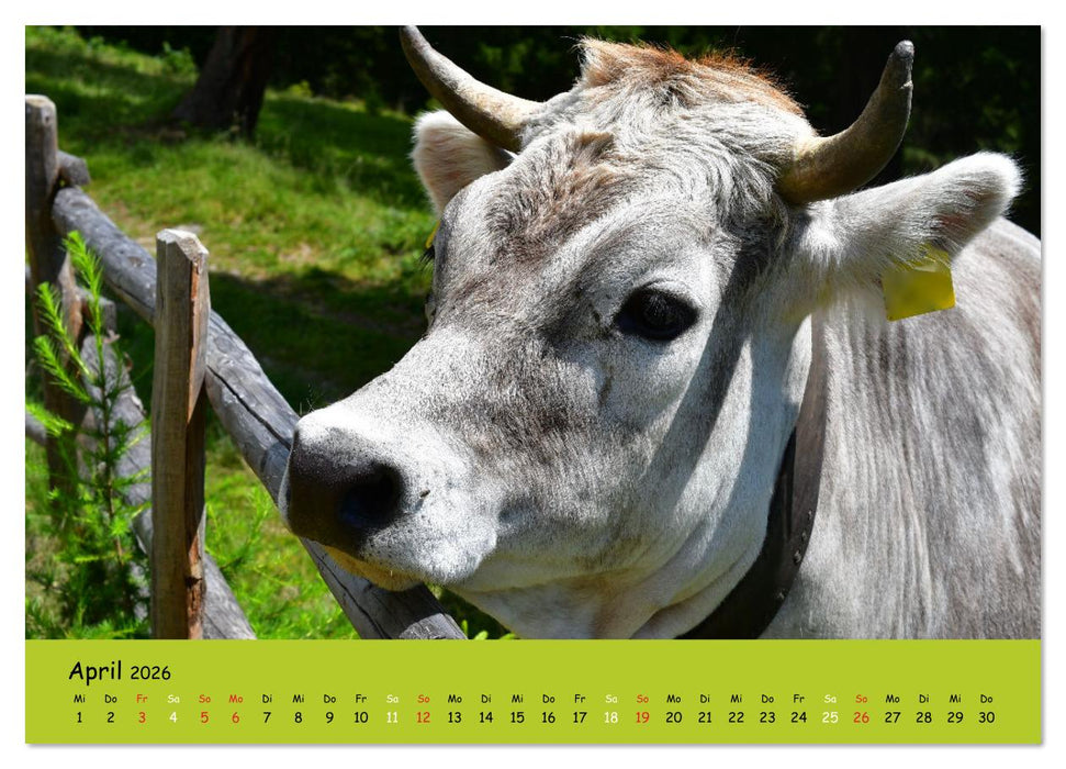 Kühe - Schönheiten der Alpen (CALVENDO Premium Wandkalender 2026)