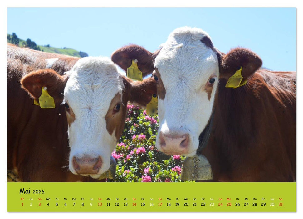 Kühe - Schönheiten der Alpen (CALVENDO Premium Wandkalender 2026)