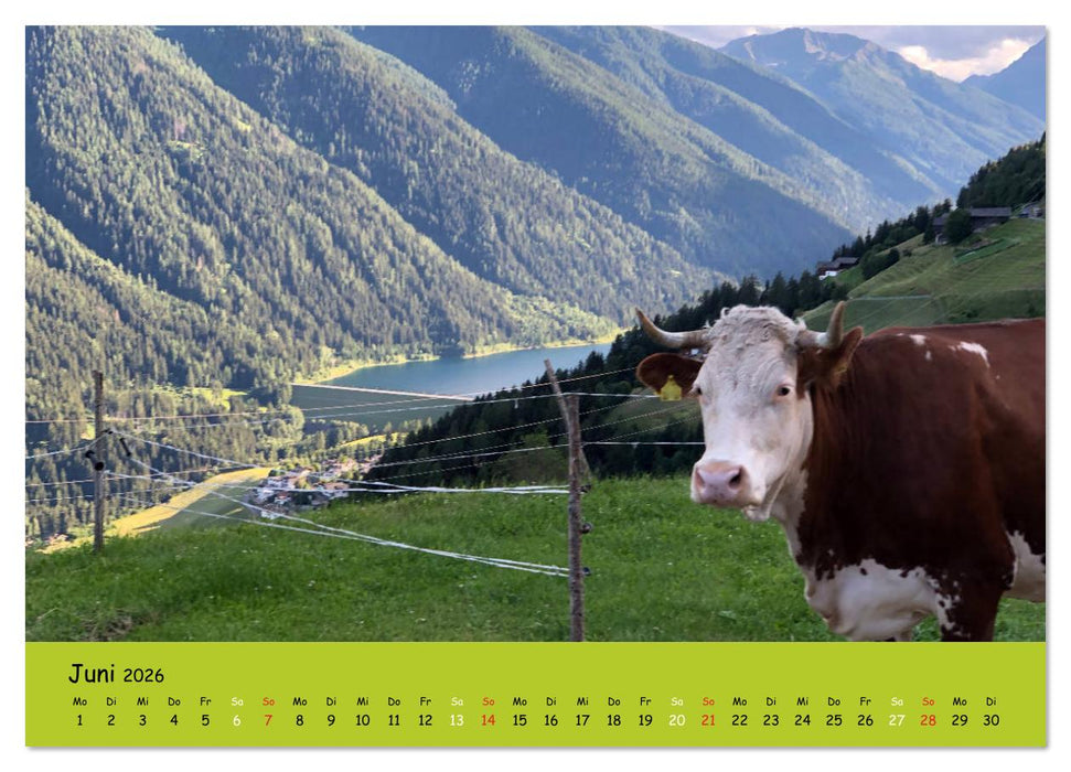 Kühe - Schönheiten der Alpen (CALVENDO Premium Wandkalender 2026)