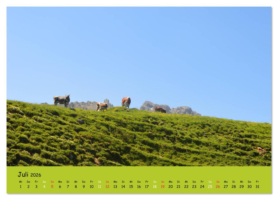 Kühe - Schönheiten der Alpen (CALVENDO Premium Wandkalender 2026)