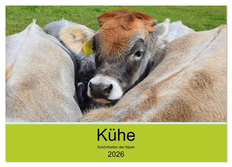 Kühe - Schönheiten der Alpen (CALVENDO Wandkalender 2026)