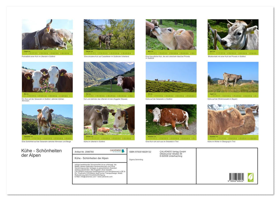 Kühe - Schönheiten der Alpen (CALVENDO Wandkalender 2026)