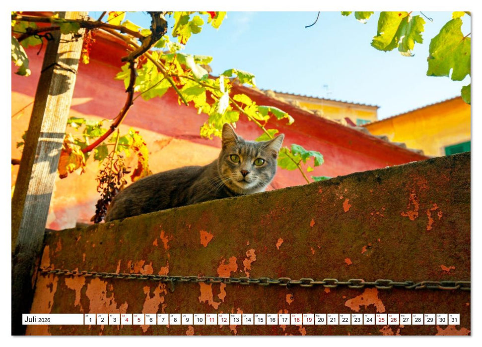 Eine traumhafte Insel Elba Genuss ohne Trubel (CALVENDO Premium Wandkalender 2026)