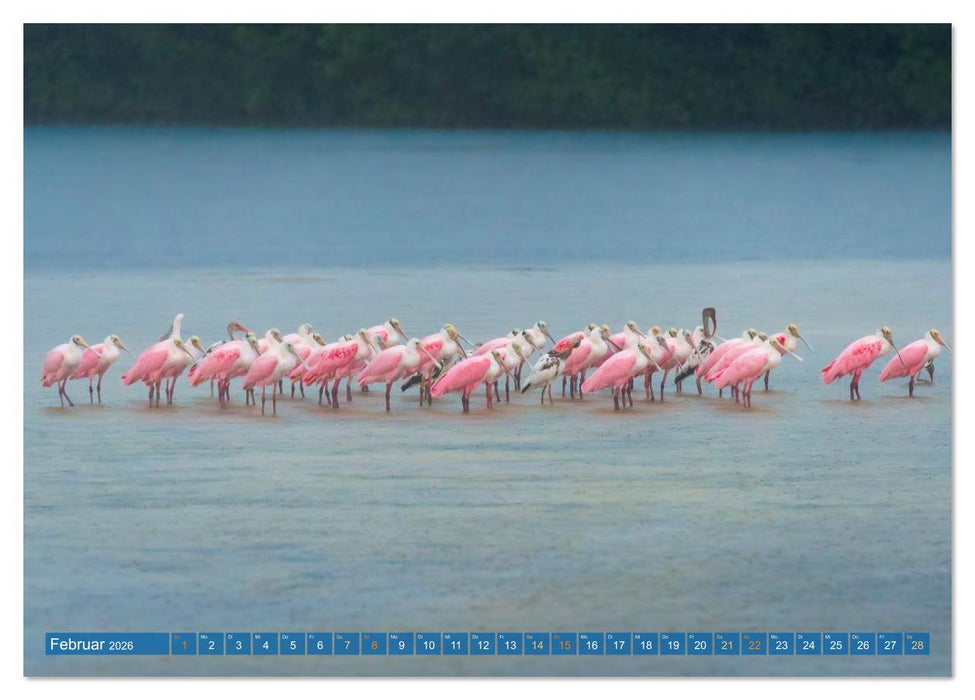 Rosalöffler und weißer Ibis (CALVENDO Wandkalender 2026)