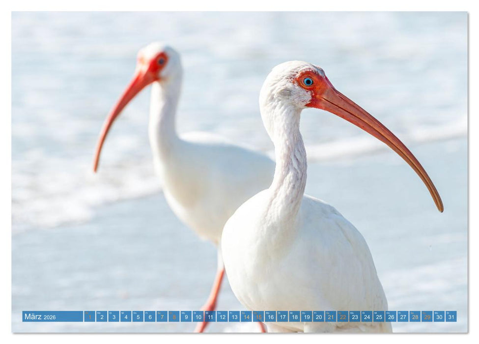 Rosalöffler und weißer Ibis (CALVENDO Wandkalender 2026)