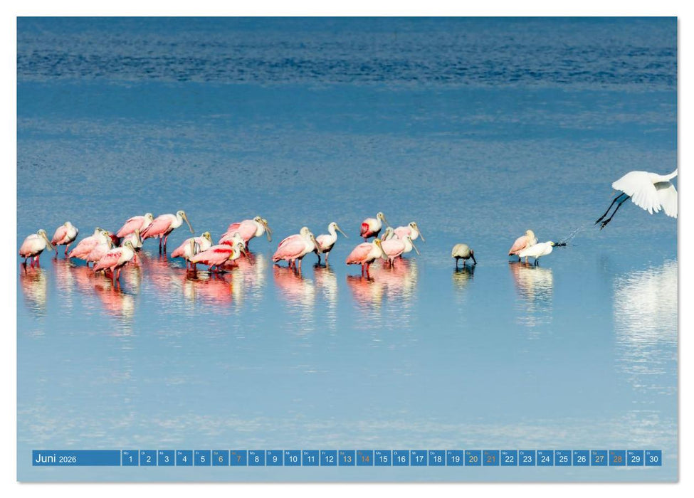 Rosalöffler und weißer Ibis (CALVENDO Wandkalender 2026)