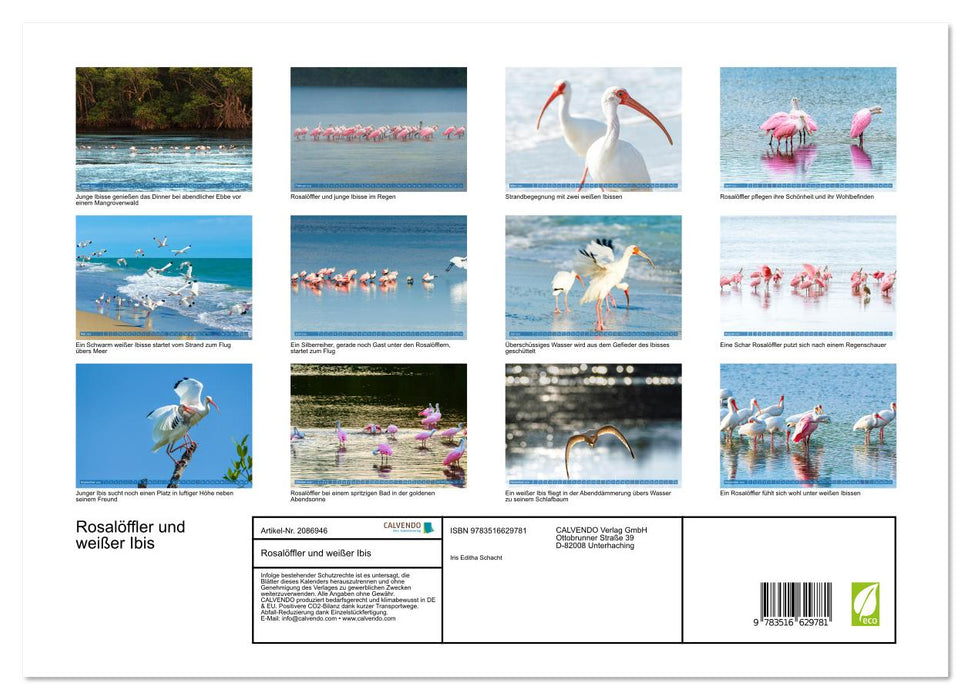 Rosalöffler und weißer Ibis (CALVENDO Premium Wandkalender 2026)