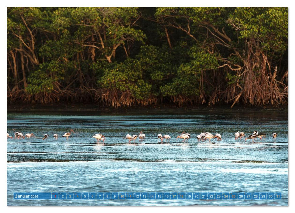 Rosalöffler und weißer Ibis (CALVENDO Premium Wandkalender 2026)