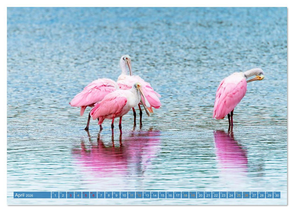 Rosalöffler und weißer Ibis (CALVENDO Premium Wandkalender 2026)