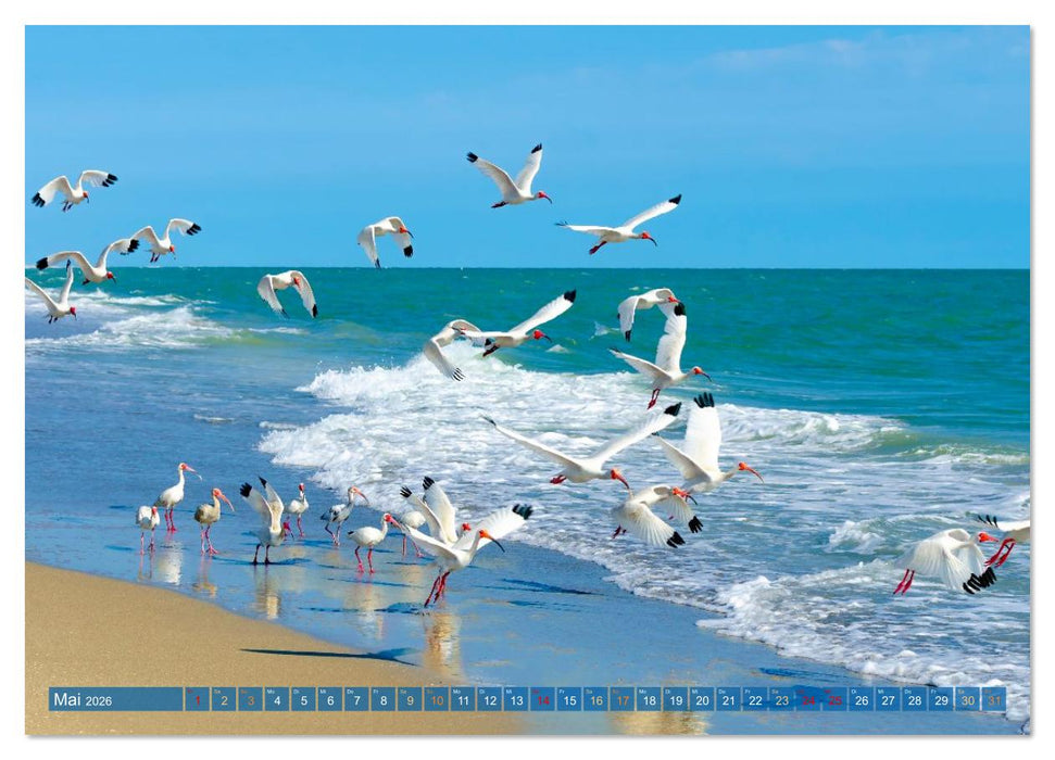 Rosalöffler und weißer Ibis (CALVENDO Premium Wandkalender 2026)