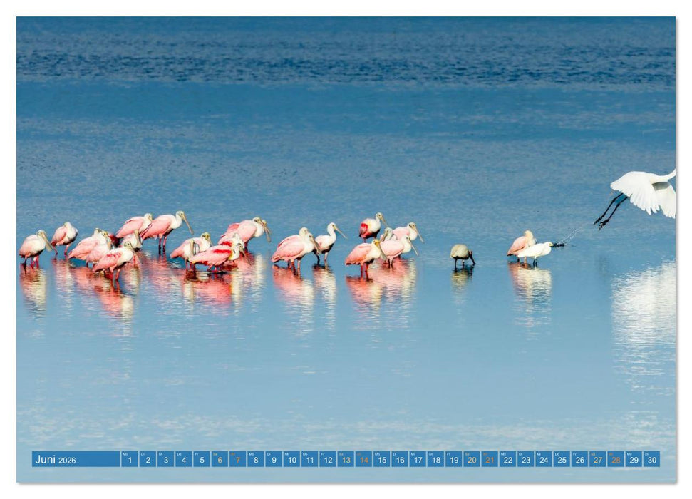 Rosalöffler und weißer Ibis (CALVENDO Premium Wandkalender 2026)