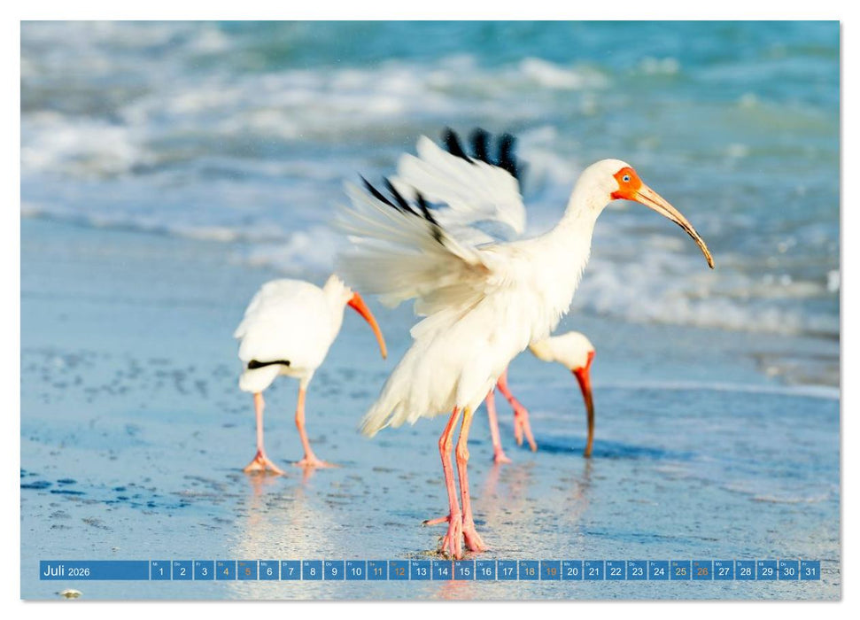Rosalöffler und weißer Ibis (CALVENDO Premium Wandkalender 2026)