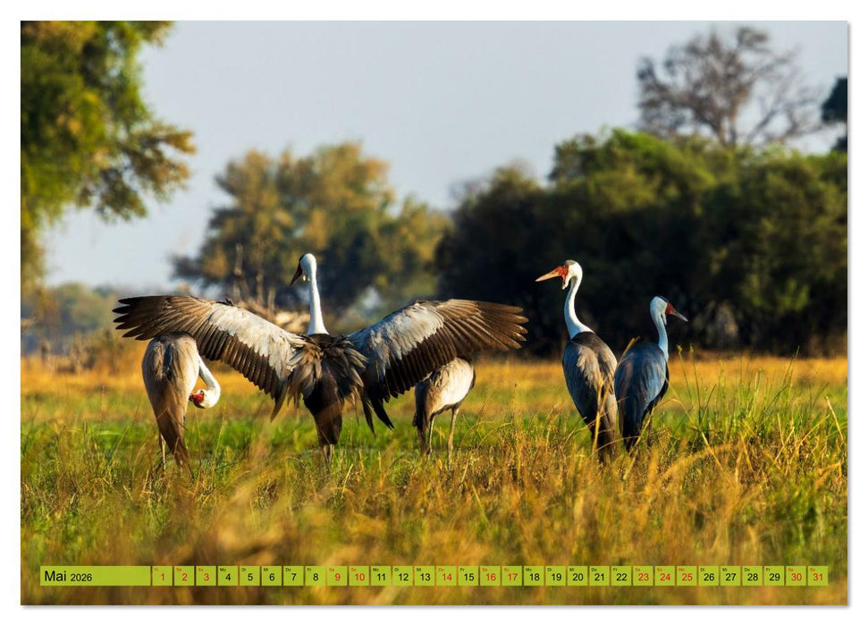 Das Okavango-Delta - Naturwunder im Herzen Afrikas (CALVENDO Wandkalender 2026)