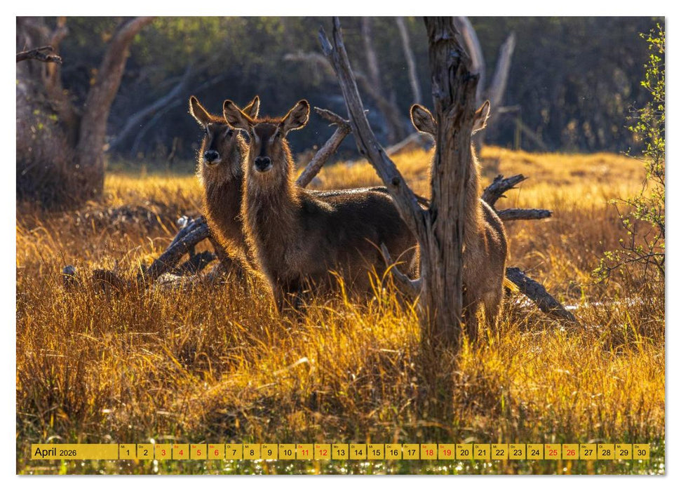Das Okavango-Delta - Naturwunder im Herzen Afrikas (CALVENDO Premium Wandkalender 2026)