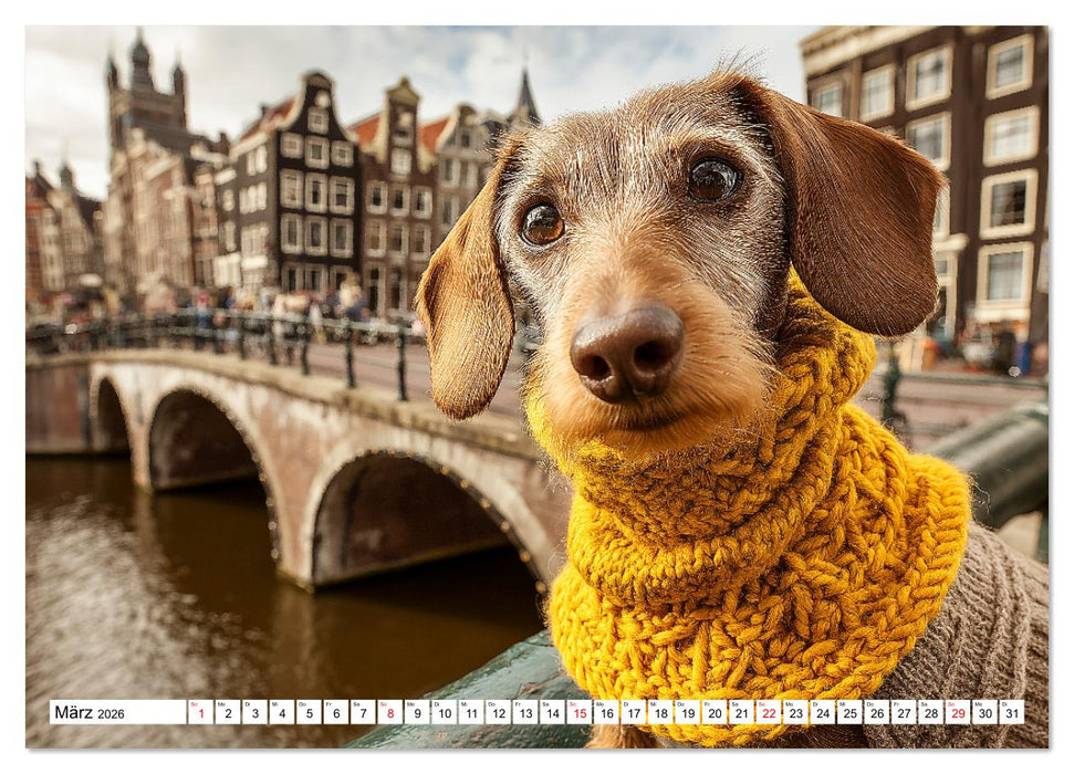 Dackel auf großer Tour - Süße Hunde entdecken die Welt (CALVENDO Premium Wandkalender 2026)