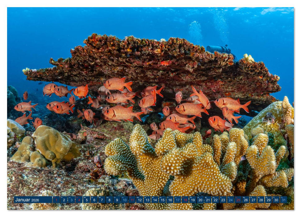 Unterwasserwelt Christmas Island (CALVENDO Wandkalender 2026)