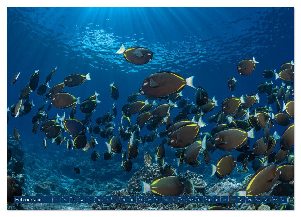 Unterwasserwelt Christmas Island (CALVENDO Wandkalender 2026)