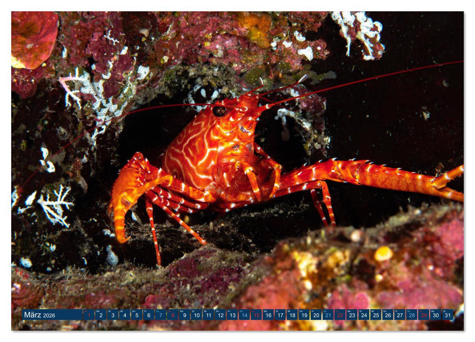 Unterwasserwelt Christmas Island (CALVENDO Wandkalender 2026)