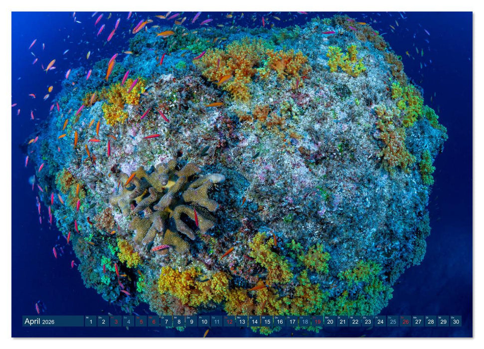Unterwasserwelt Christmas Island (CALVENDO Wandkalender 2026)
