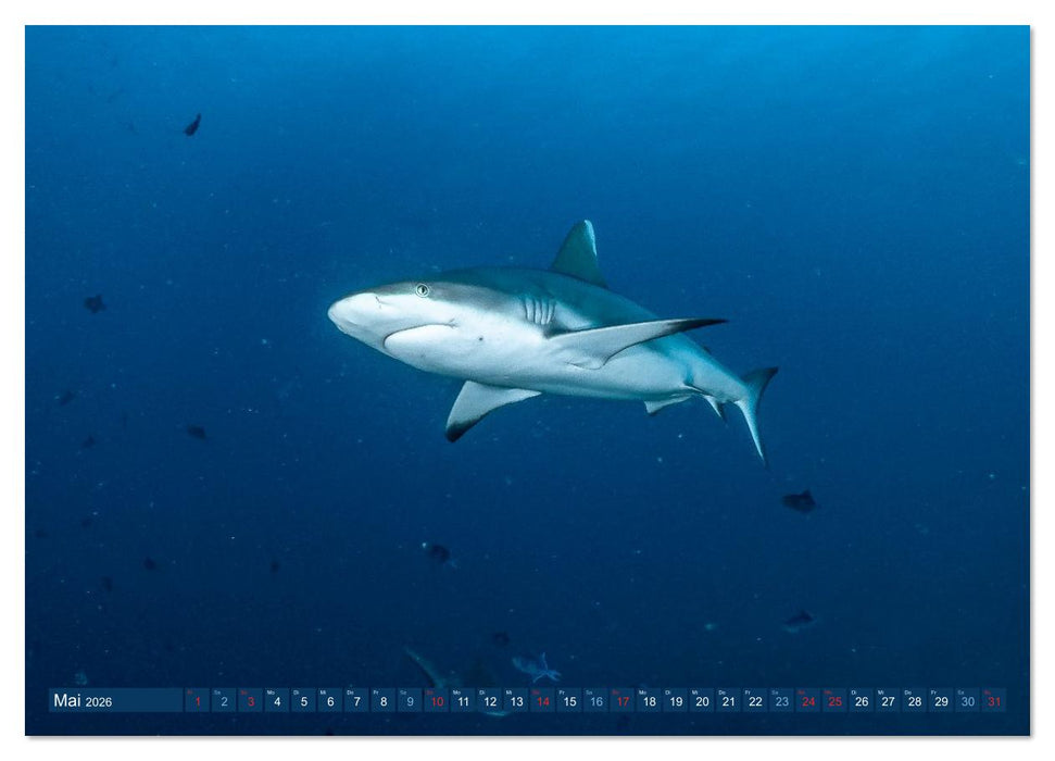 Unterwasserwelt Christmas Island (CALVENDO Wandkalender 2026)