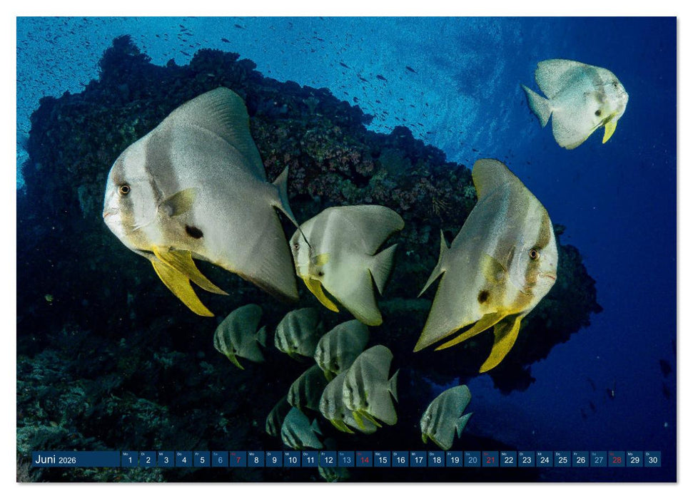 Unterwasserwelt Christmas Island (CALVENDO Wandkalender 2026)